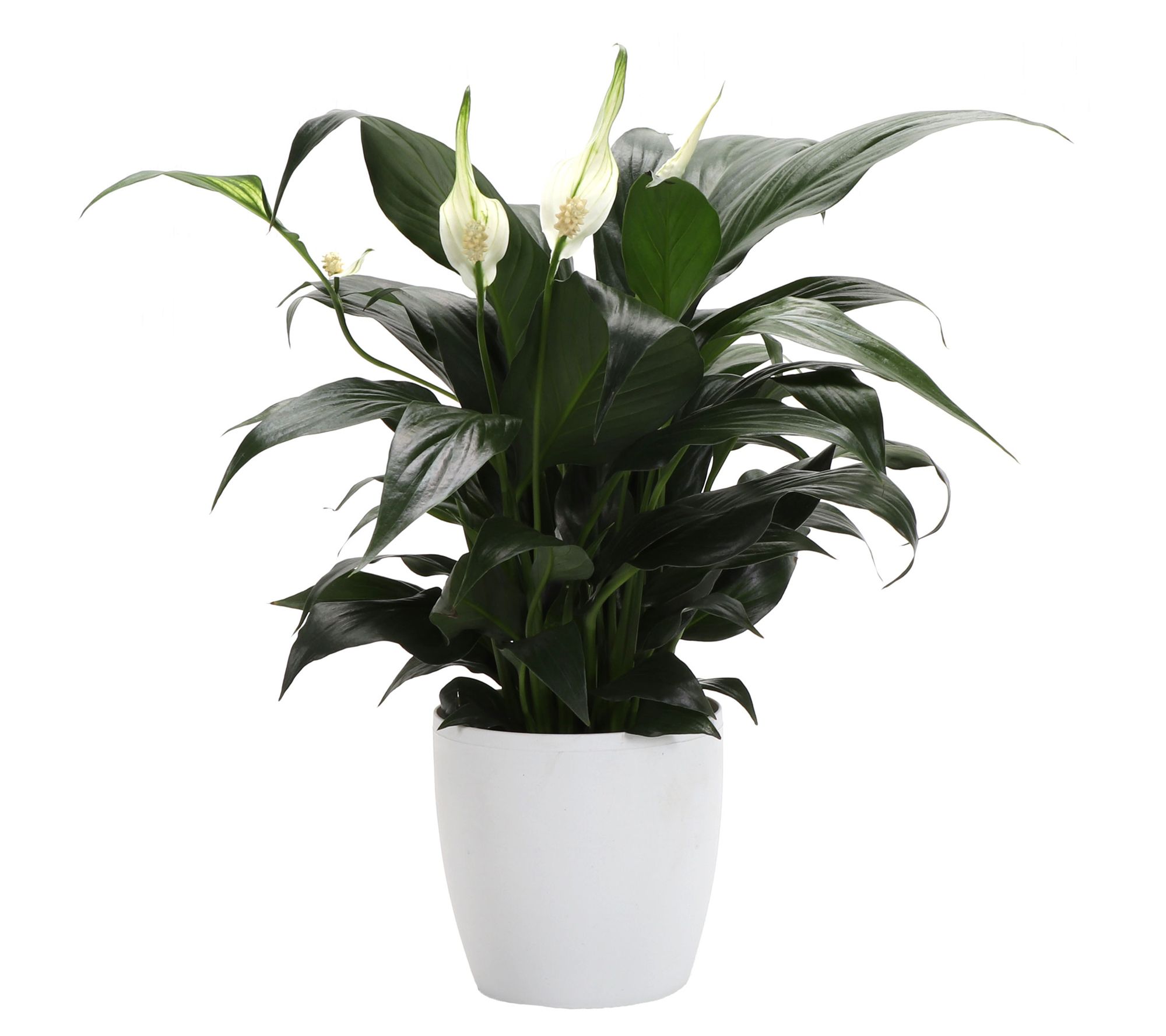Thorsen's Greenhouse Live 4" Peace Lily in Classic Pot