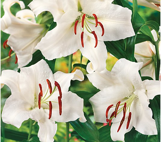 Roberta's 6 pc. Fragrant Casa Blanca Oriental Lily - QVC.com