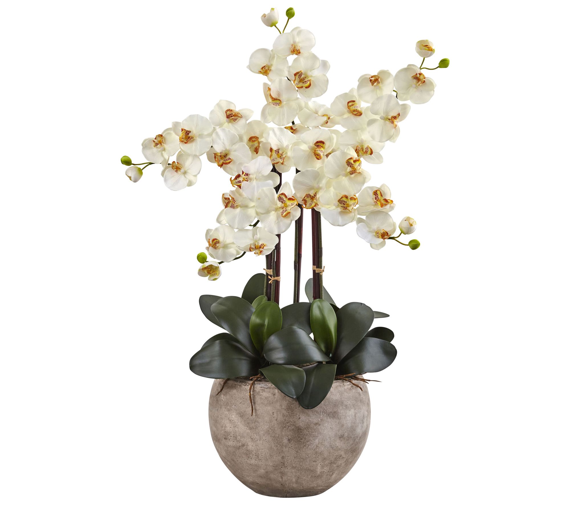 Phalaenopsis Orchid Arrangement in Bowl by Nearly Natural