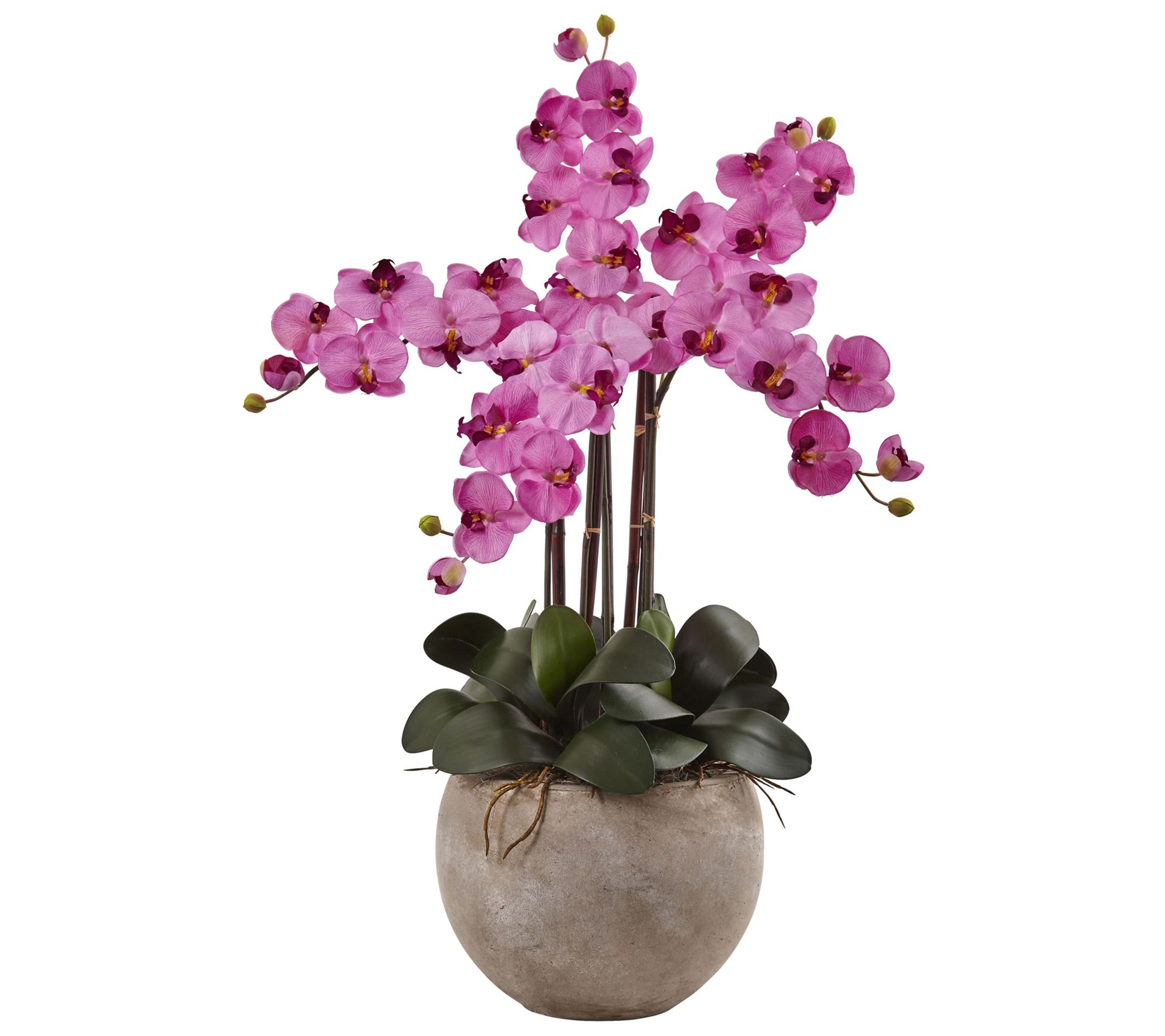 Phalaenopsis Orchid Arrangement in Bowl by Nearly Natural