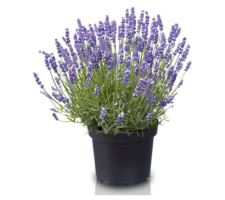 Roberta's 4 pc. Big Time Blue Lavender - QVC.com