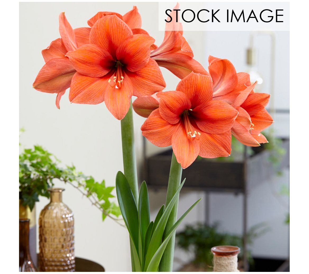Van Zyverden Amaryllis Desire Set of 1 Bulb