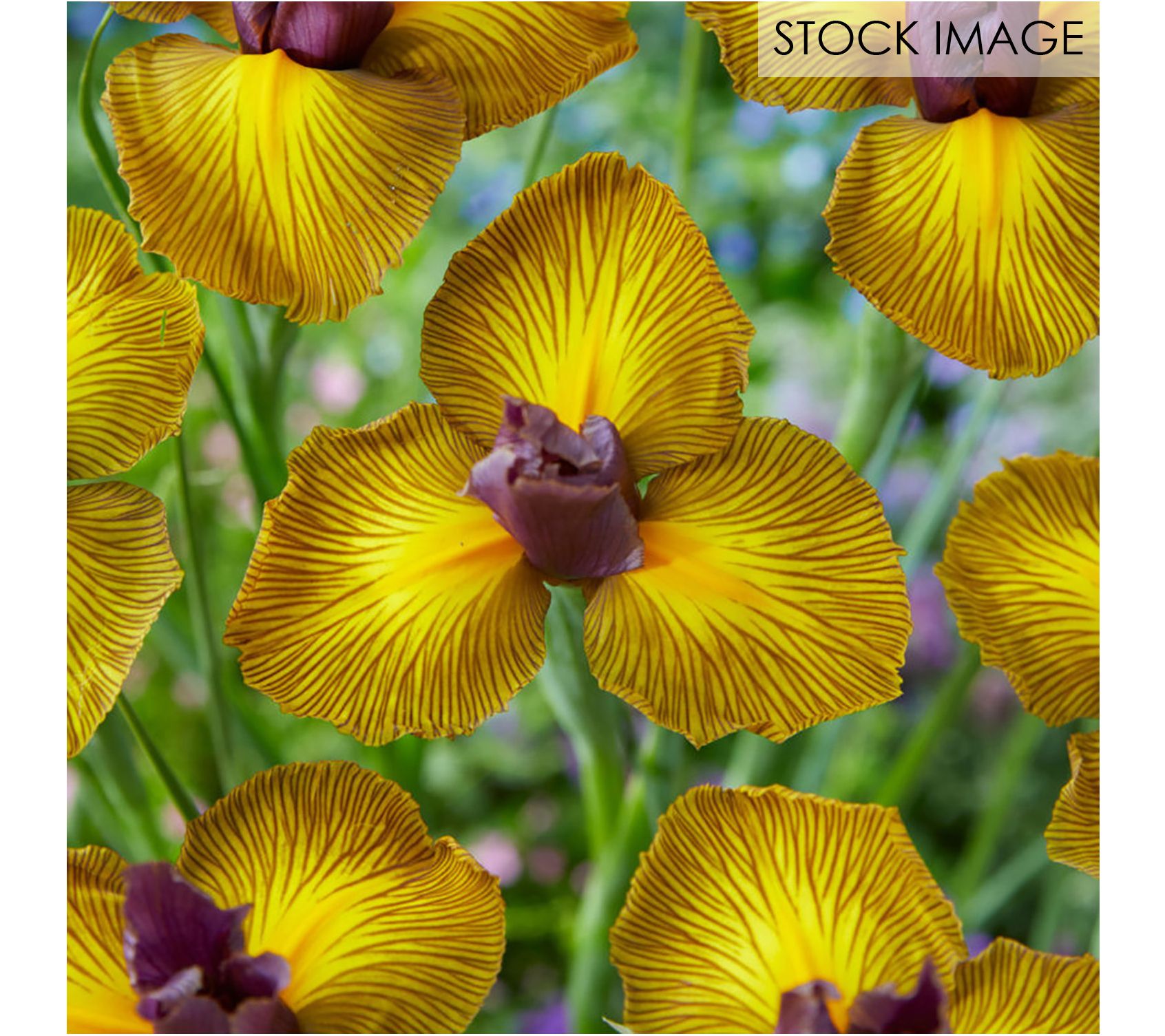 Dutch Iris - Van Zyverden