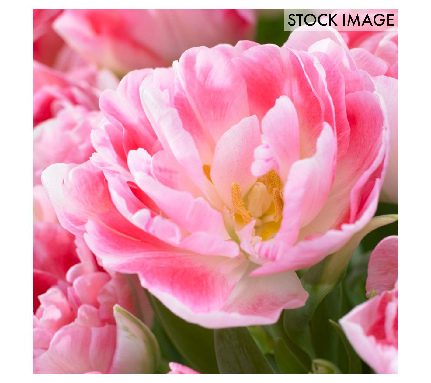 Van Zyverden Tulips Angelique Set of 5 Bulbs