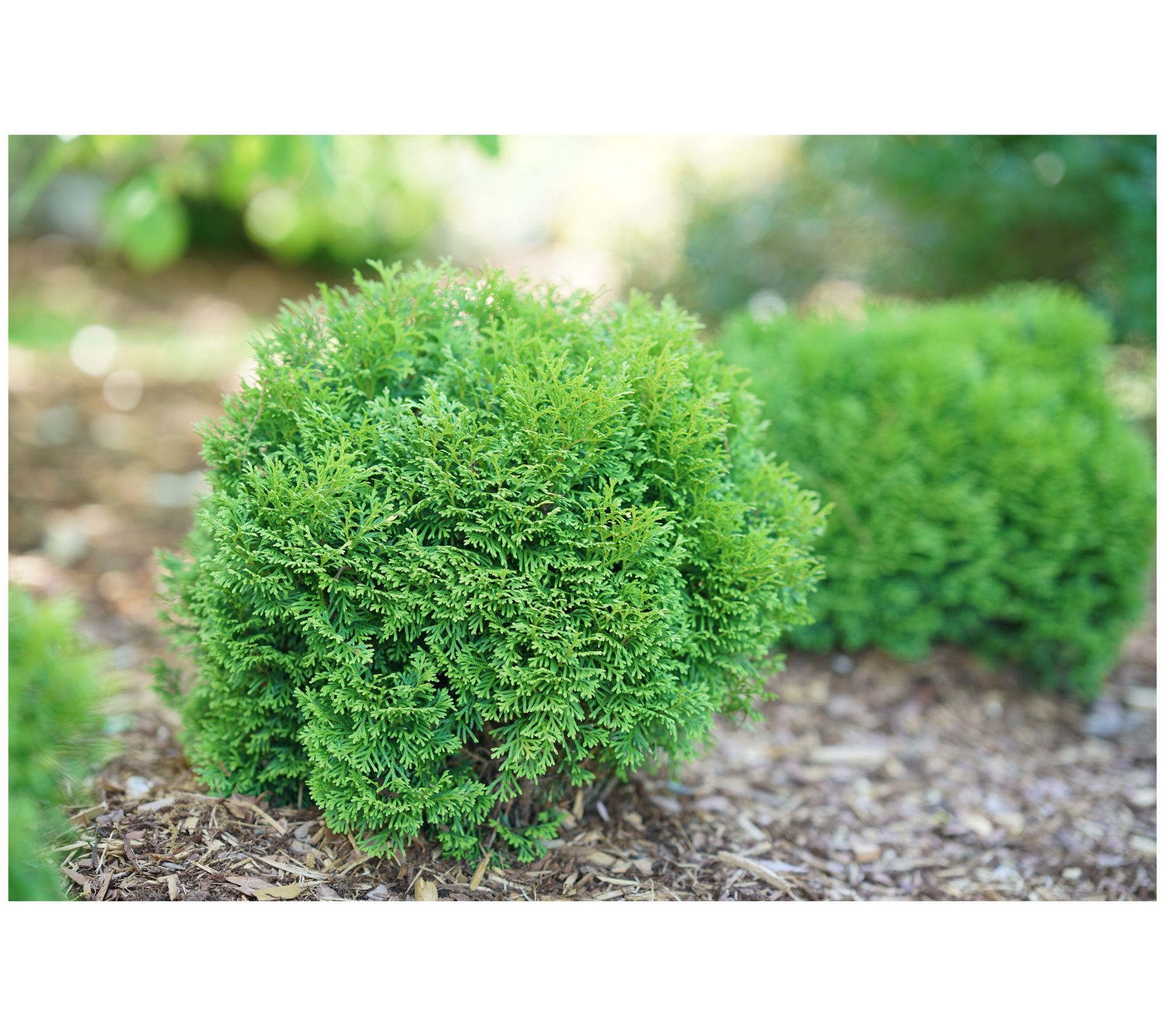 Roberta's Arborvitae Proven Winners Tater Tot