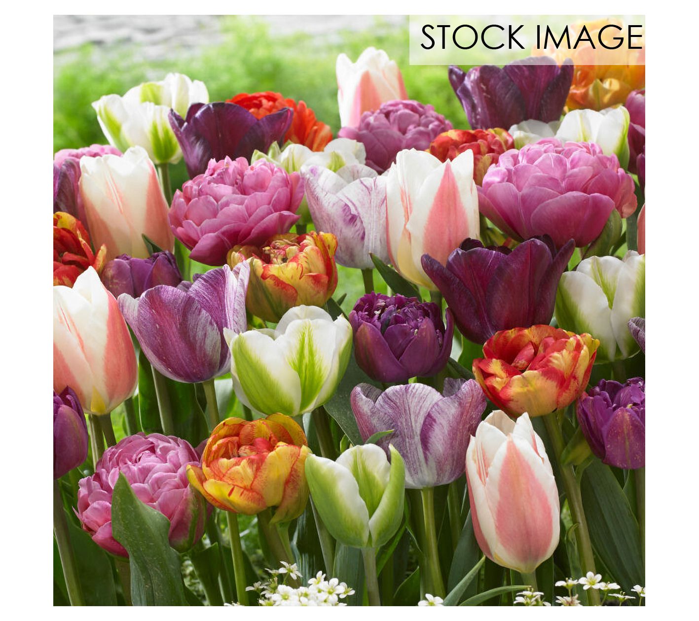 Van Zyverden Tulips Extended Bloom Paradise Mixture 25 Bulbs