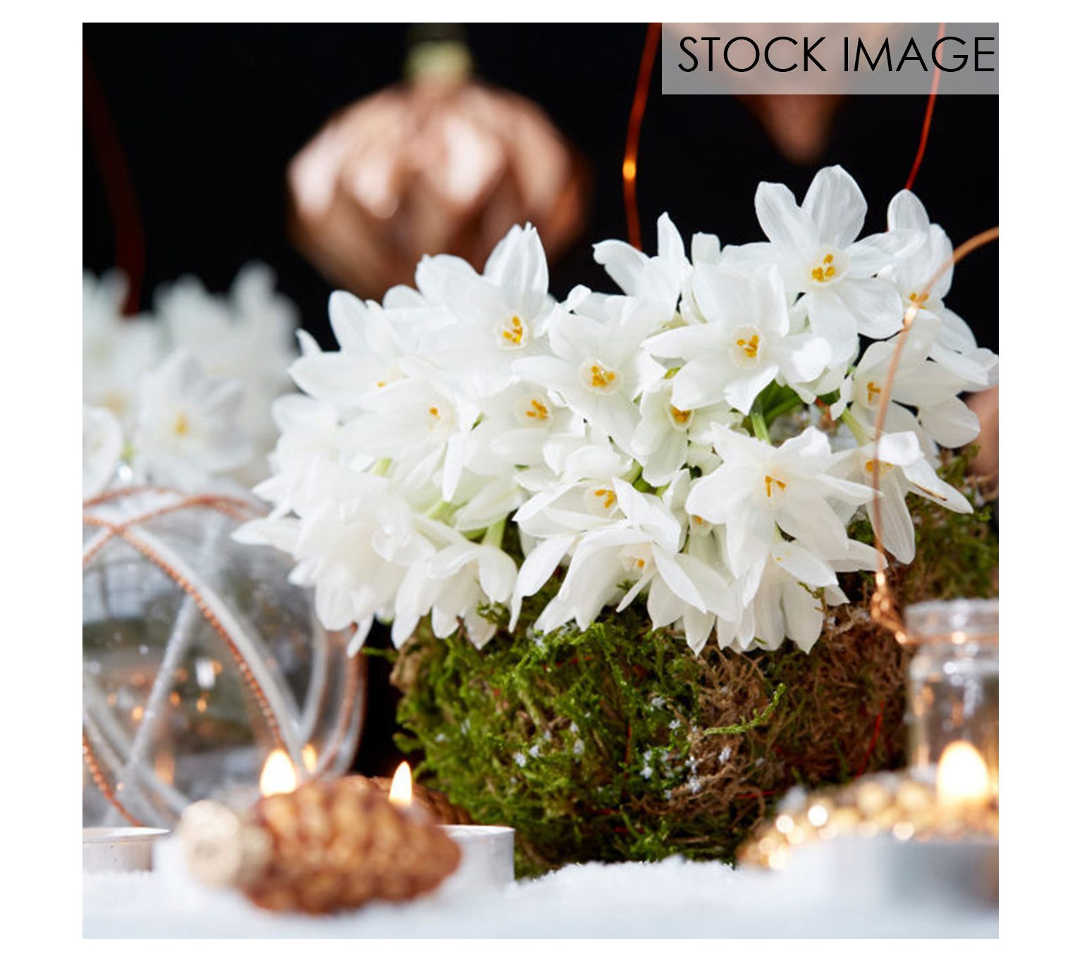 Van Zyverden Low Scent Giant Paperwhites 5 Mammoth Bulbs