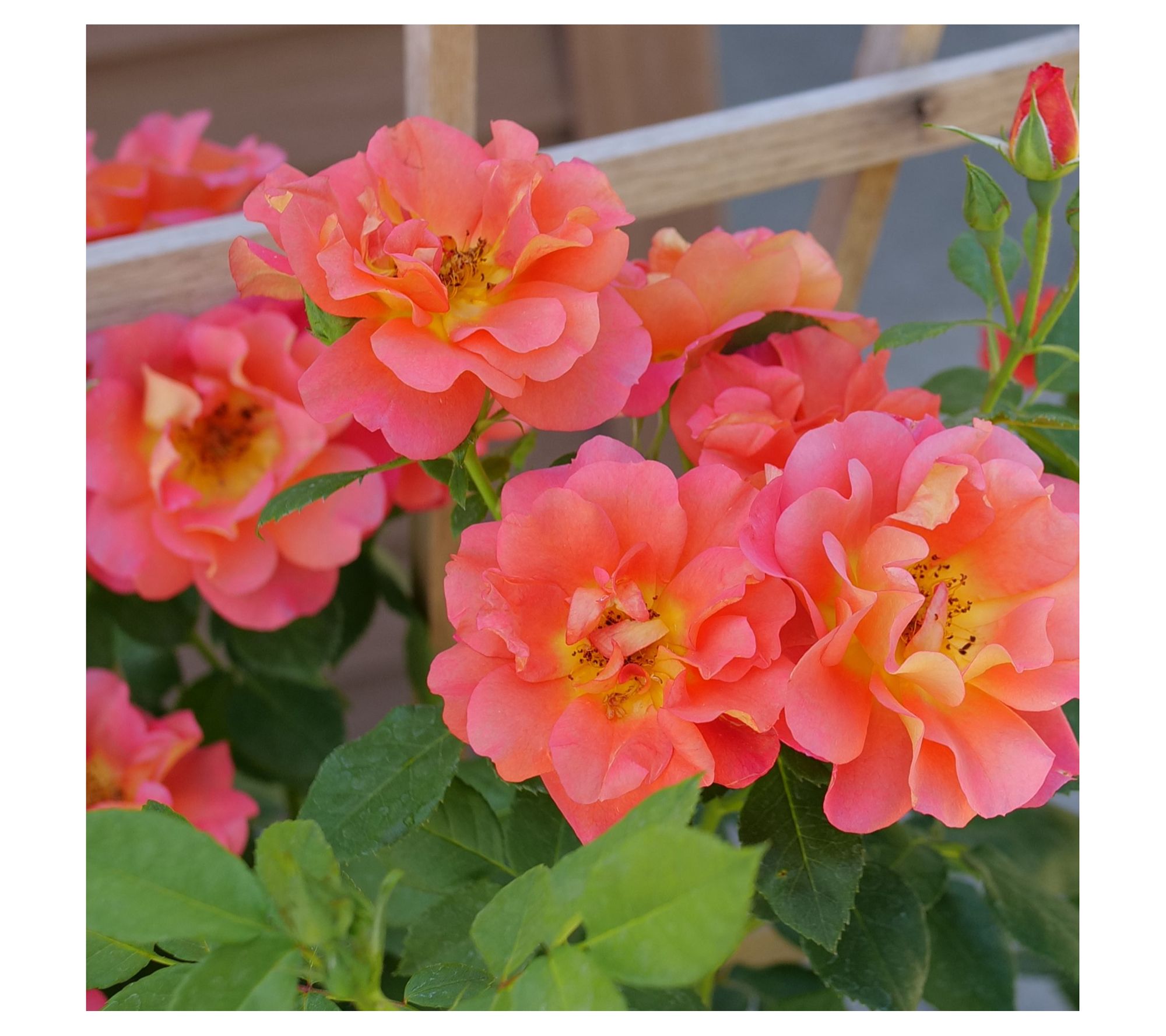 Roberta's Climbing Rose Emberays Orange 1pc