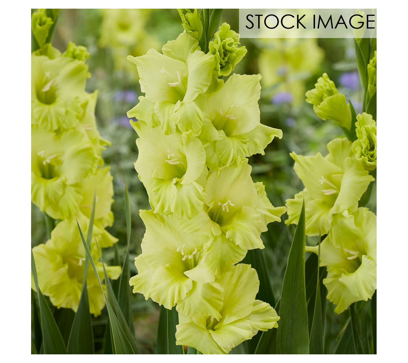 Van Zyverden Gladiolus Large Koi Set of 12 Bulbs