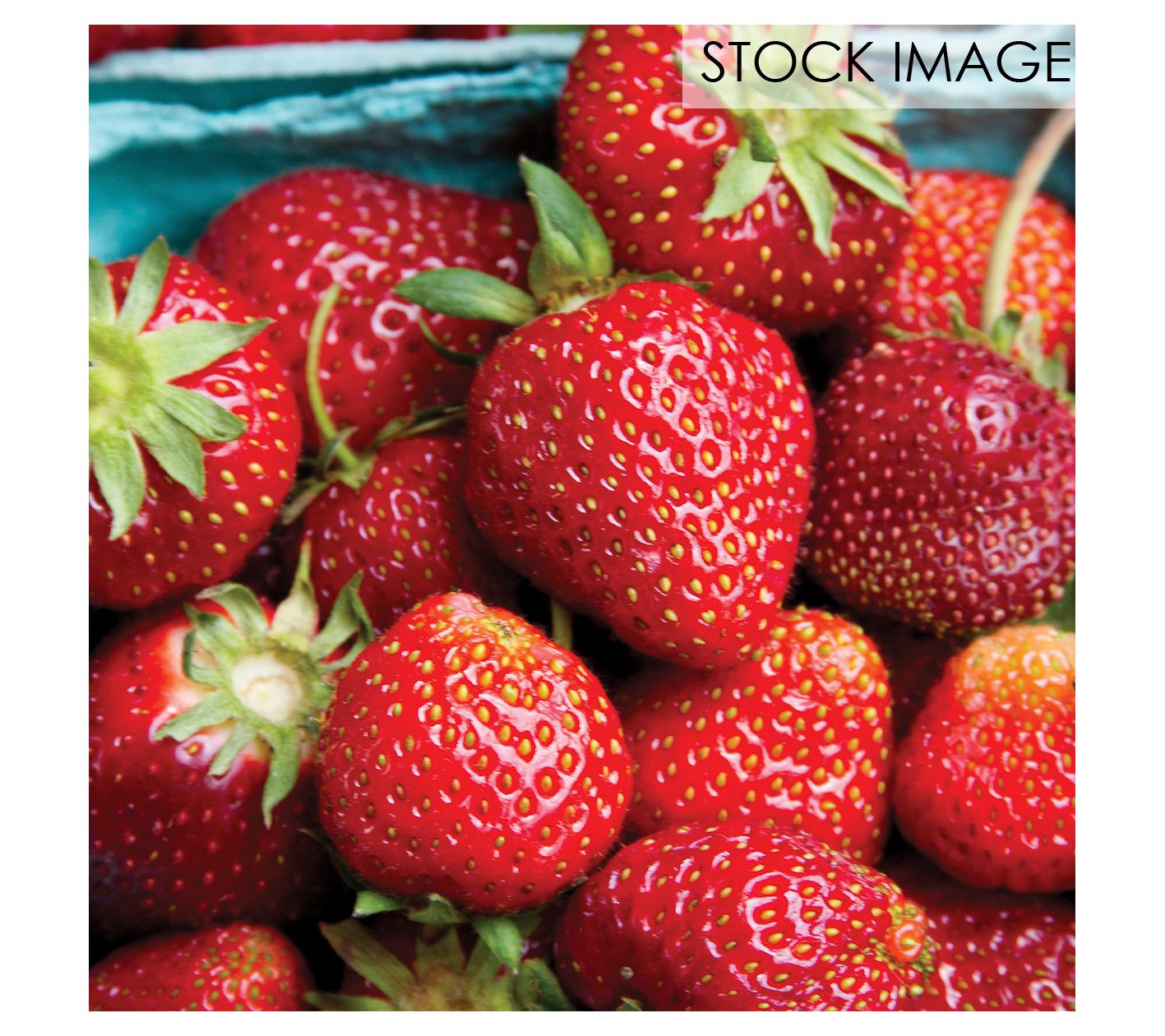 Van Zyverden Dayneutral Strawberries Seascape Set of 20 Roots