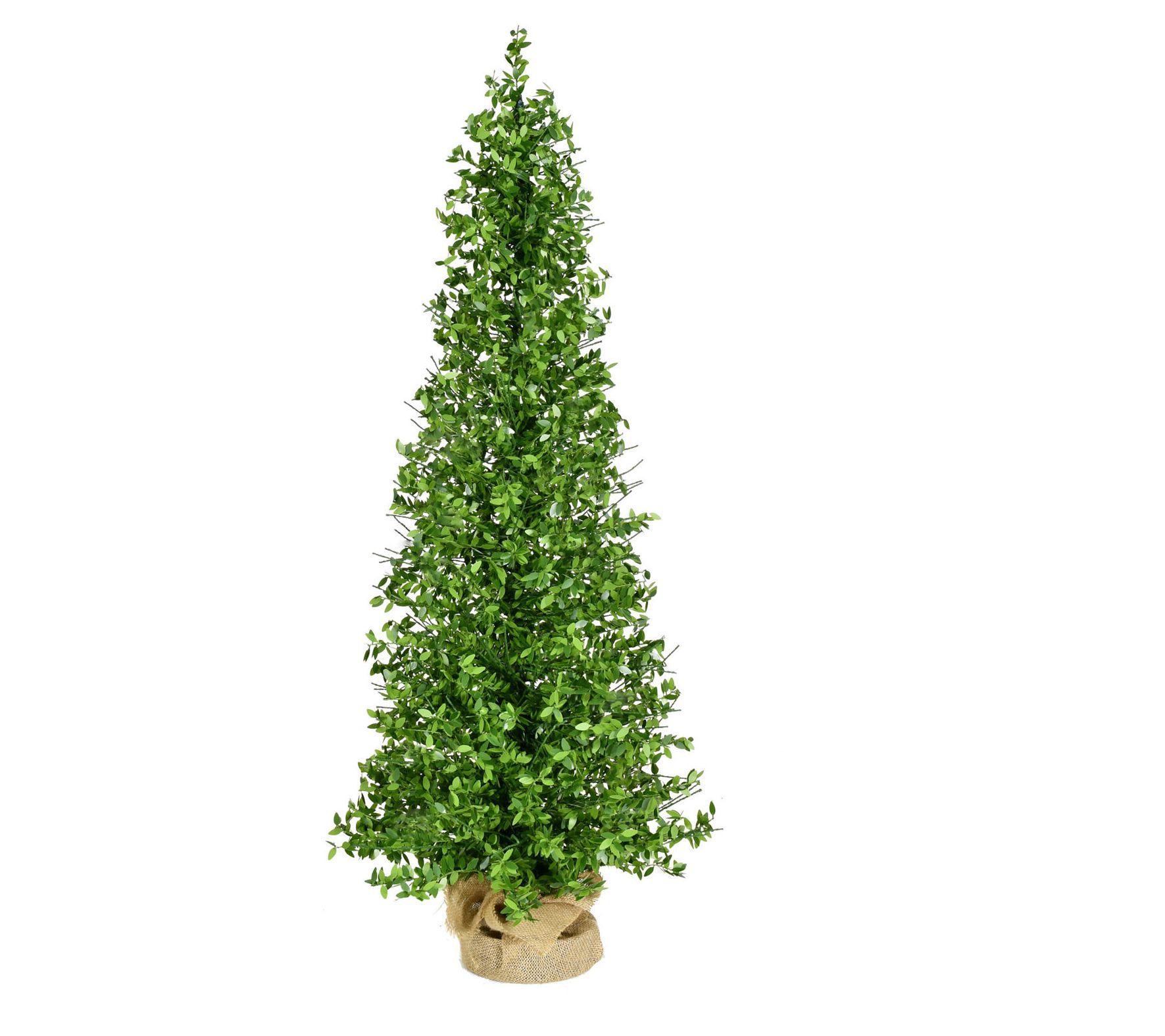 Fraser Hill Farm 4-Ft. Boxwood Porch Tree in Burlap Bag