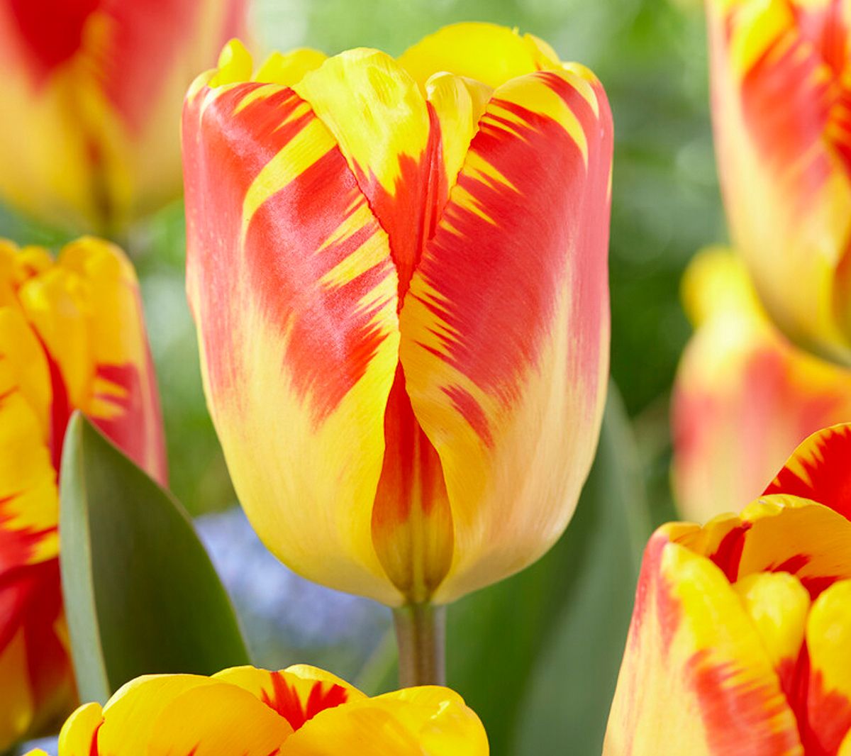 Van Zyverden Tulips Banja Luka Set of 12 Bulbs
