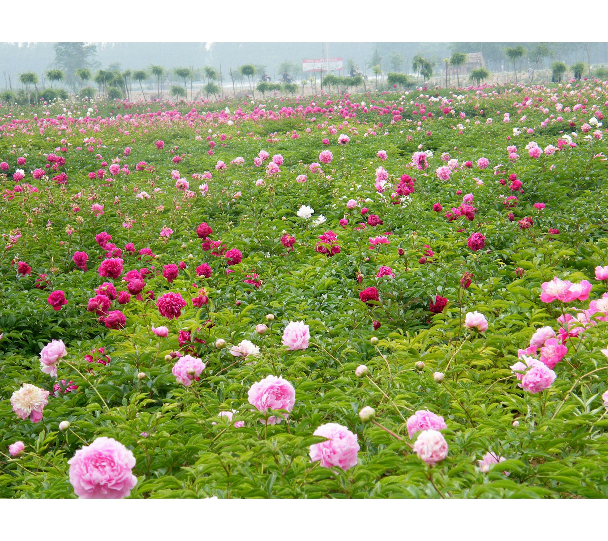 Roberta's 2 pc. Red and Pink Garden Peonies Live Plants