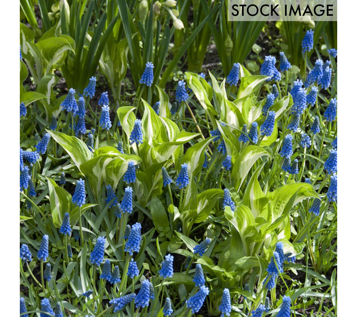 Van Zyverden Grape Hyacinths For Containers Set of 25 Bulbs