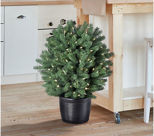 30" LED Potted Colorado Blue Spruce Shrubby Valerie