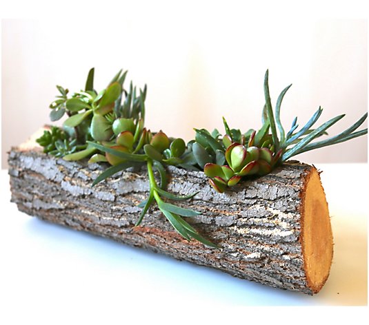 Wood and Wine Brene 12" Hand Carved Log withLive Succulents
