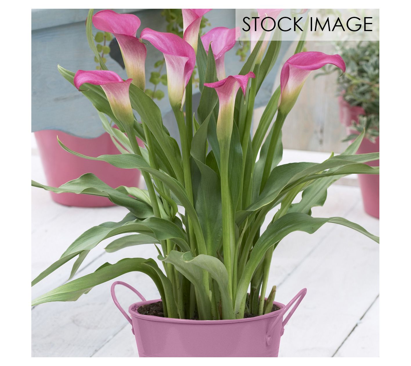 Van Zyverden Patio Pink Calla Kit 1 Bulb
