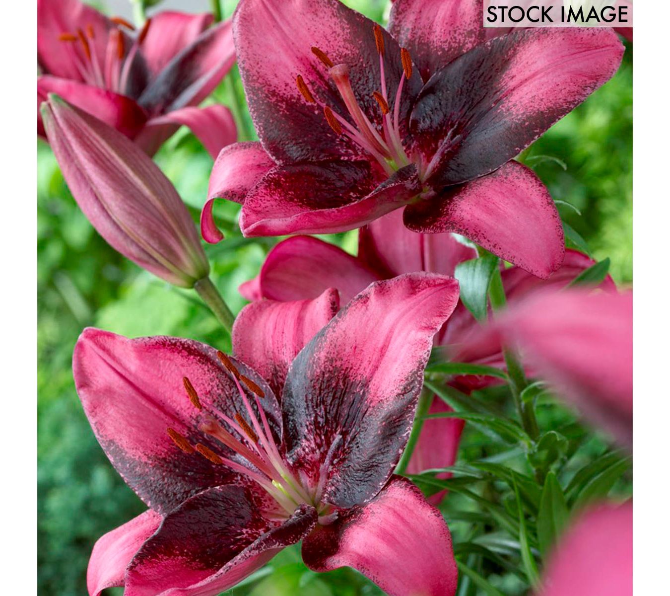 Van Zyverden Lilies Purple Eye Set of 7 Bulbs - QVC.com