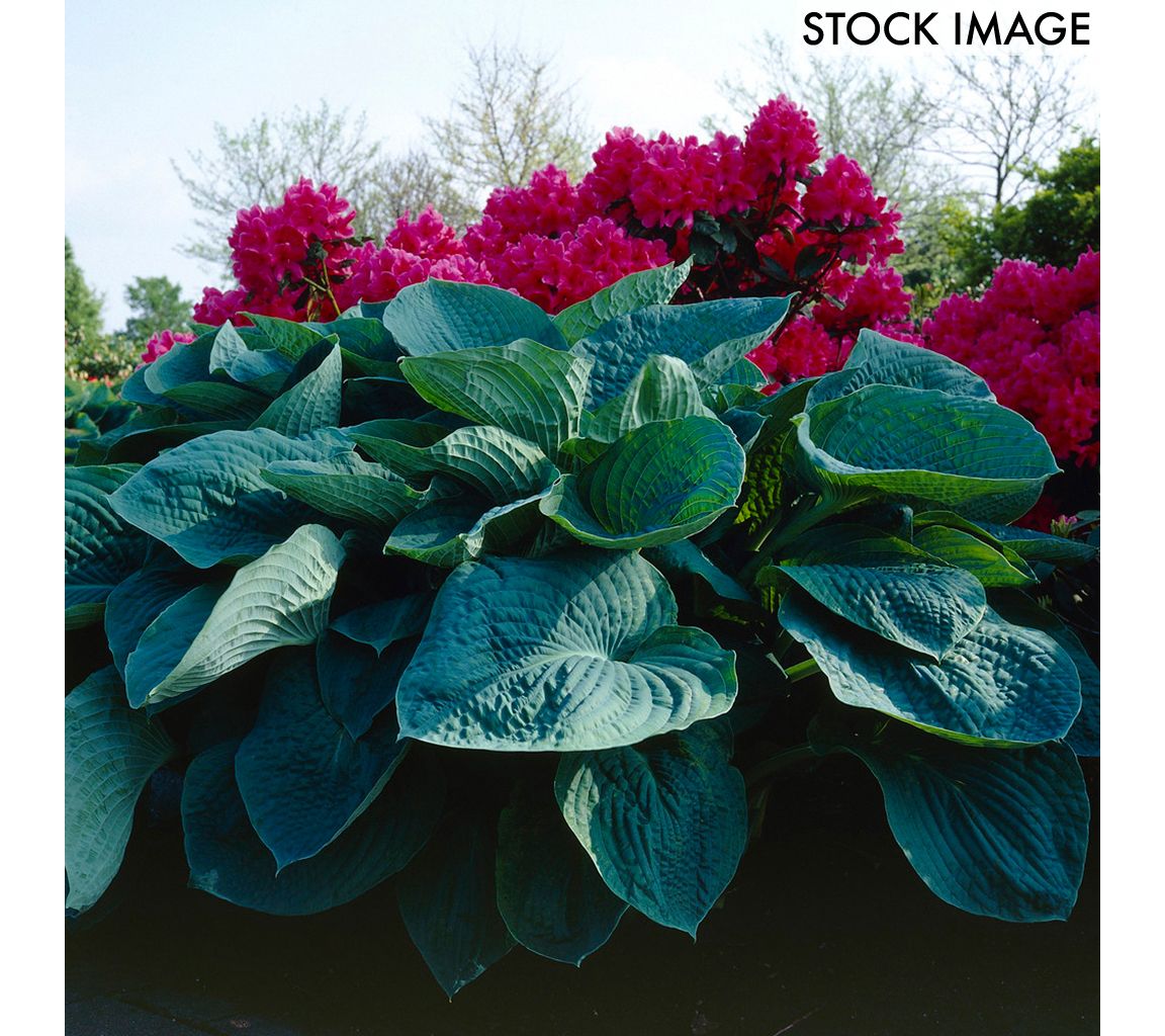 Van Zyverden Hosta Big Daddy Set of 3 Roots
