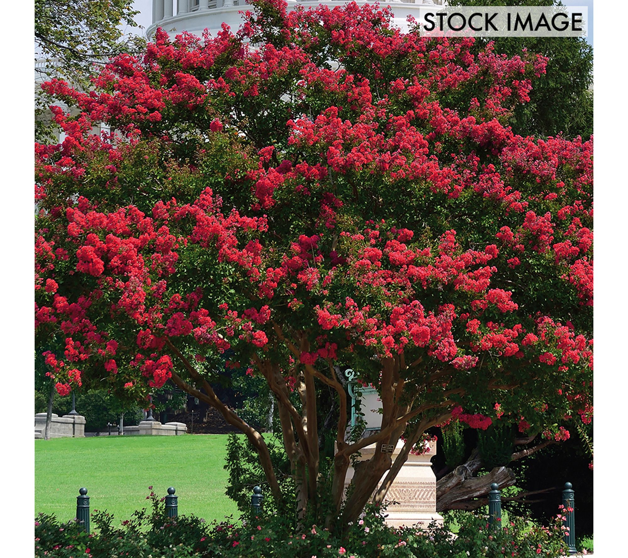 Van Zyverden Crape Myrtle Red Set of 1 Root Stock