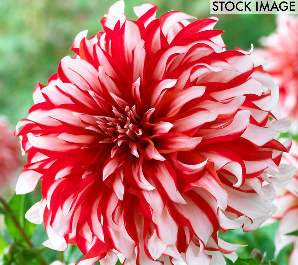 Van Zyverden Santa Claus Dahlias - Set of 5 Bulbs