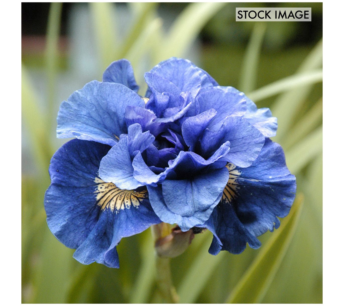 Van Zyverden Iris Siberica Double Concord CrushSet of 5