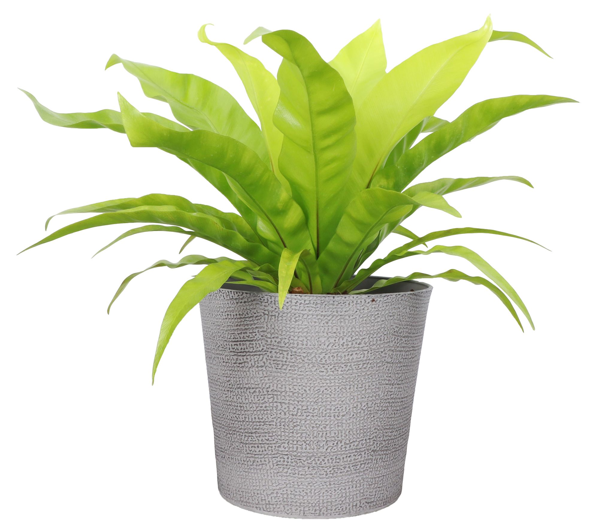 Thorsen's Greenhouse Live 6" Bird's Nest Fern in Classic Pot