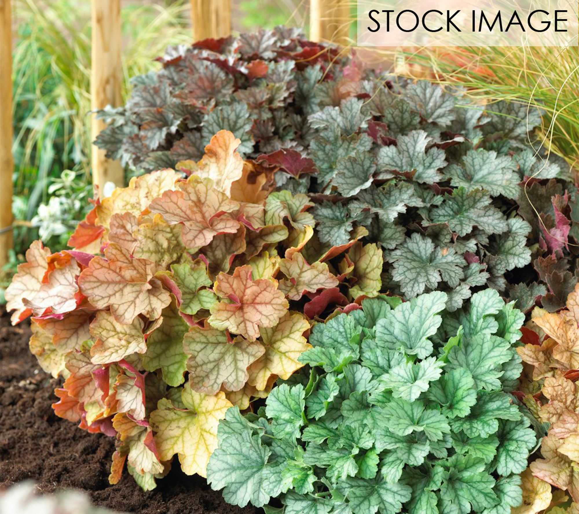 Van Zyverden Heuchera Mixed Set of 5 Roots