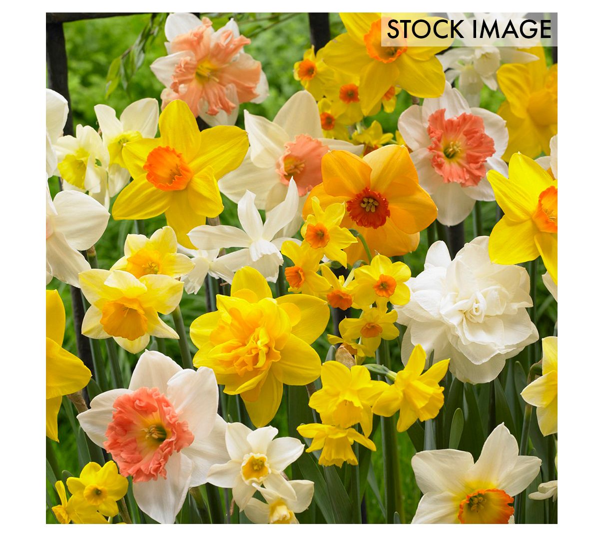 Van Zyverden Daffodils Kitchen Sink Mixture Set of 6 Bulbs