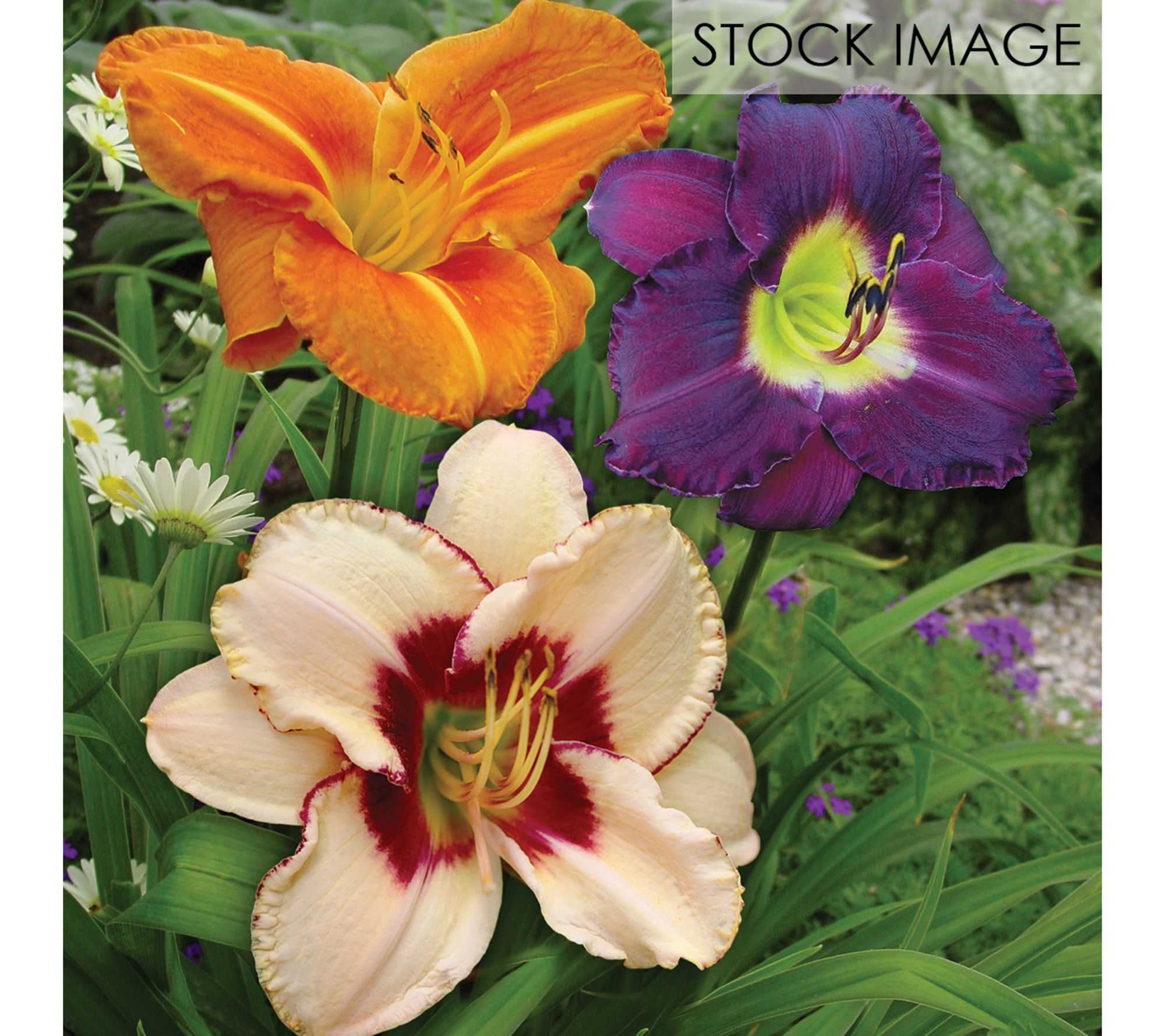 Van Zyverden Daylilies Once In a Lifetime Blend20 Roots
