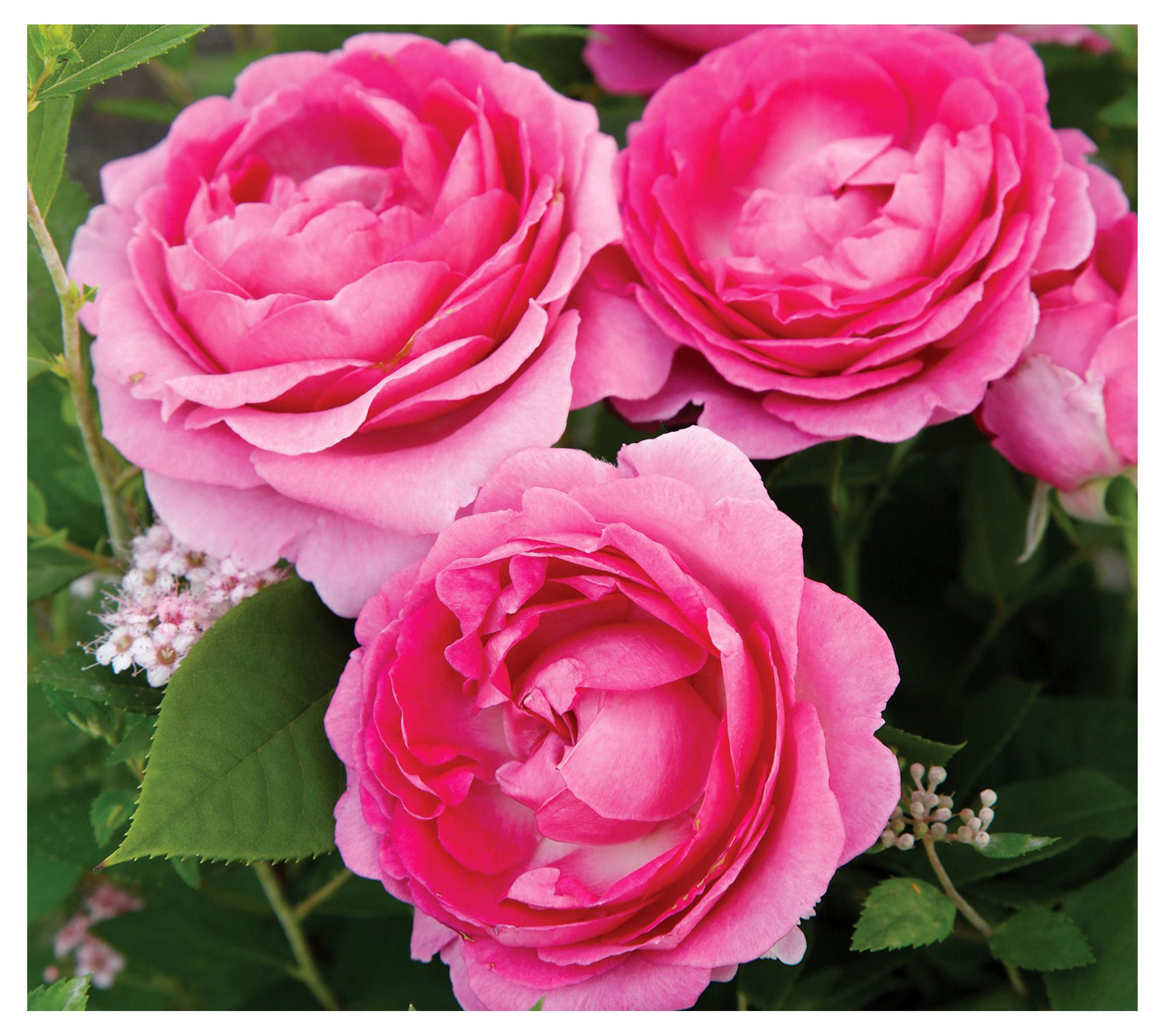 Cottage Farms Raspberry Cupcake Rose