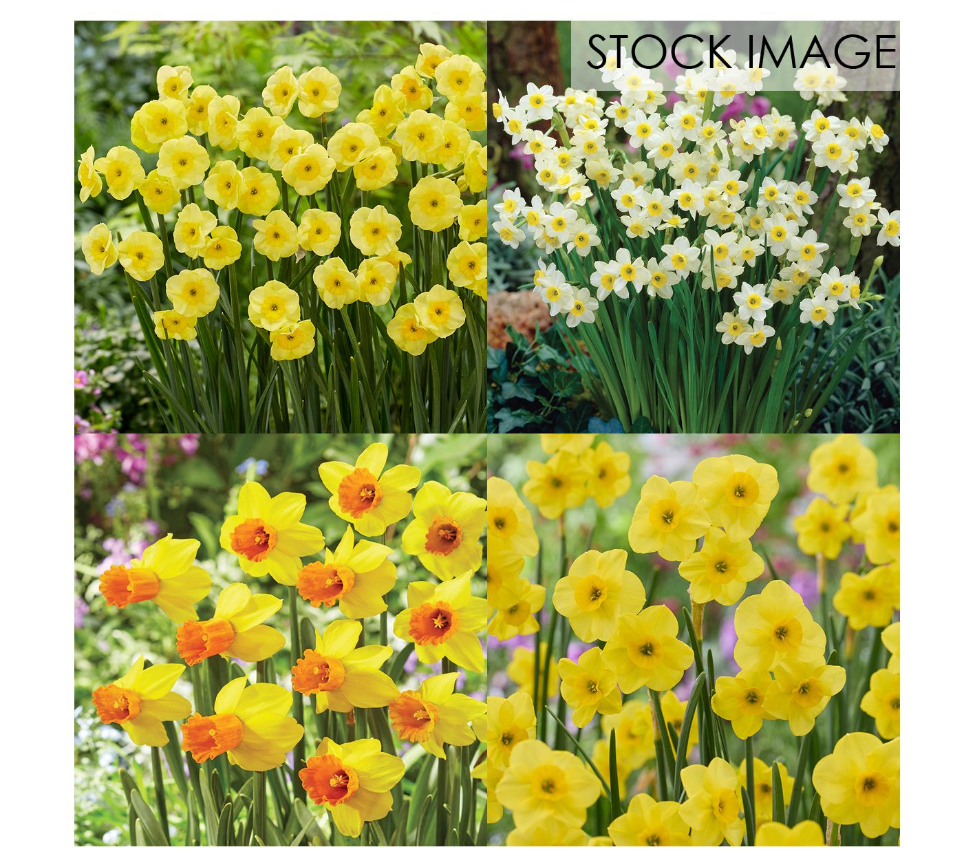 Van Zyverden Deer Resistant Daffodil Blend Set of 5 Bulbs