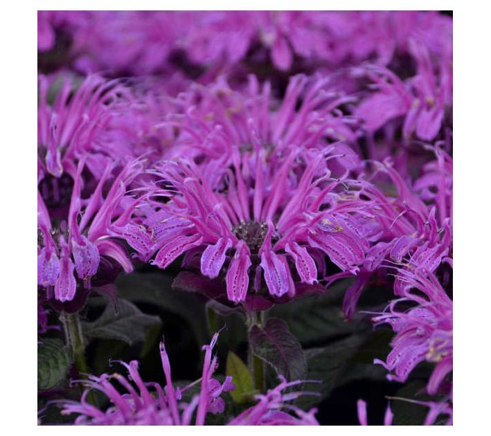 Roberta's Bee Balm All Leading Lady Plum 1pc