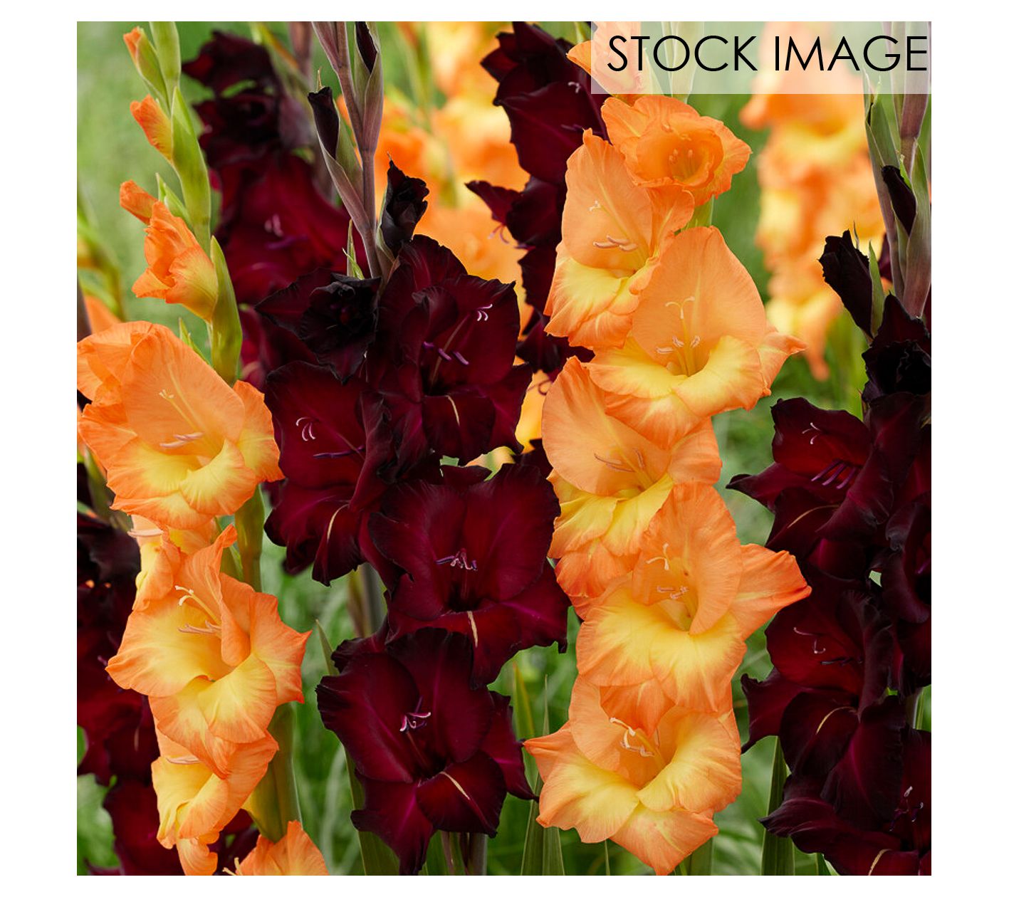 Van Zyverden Gladiolus Midnight Blossom Blend Set of 15 Bulbs