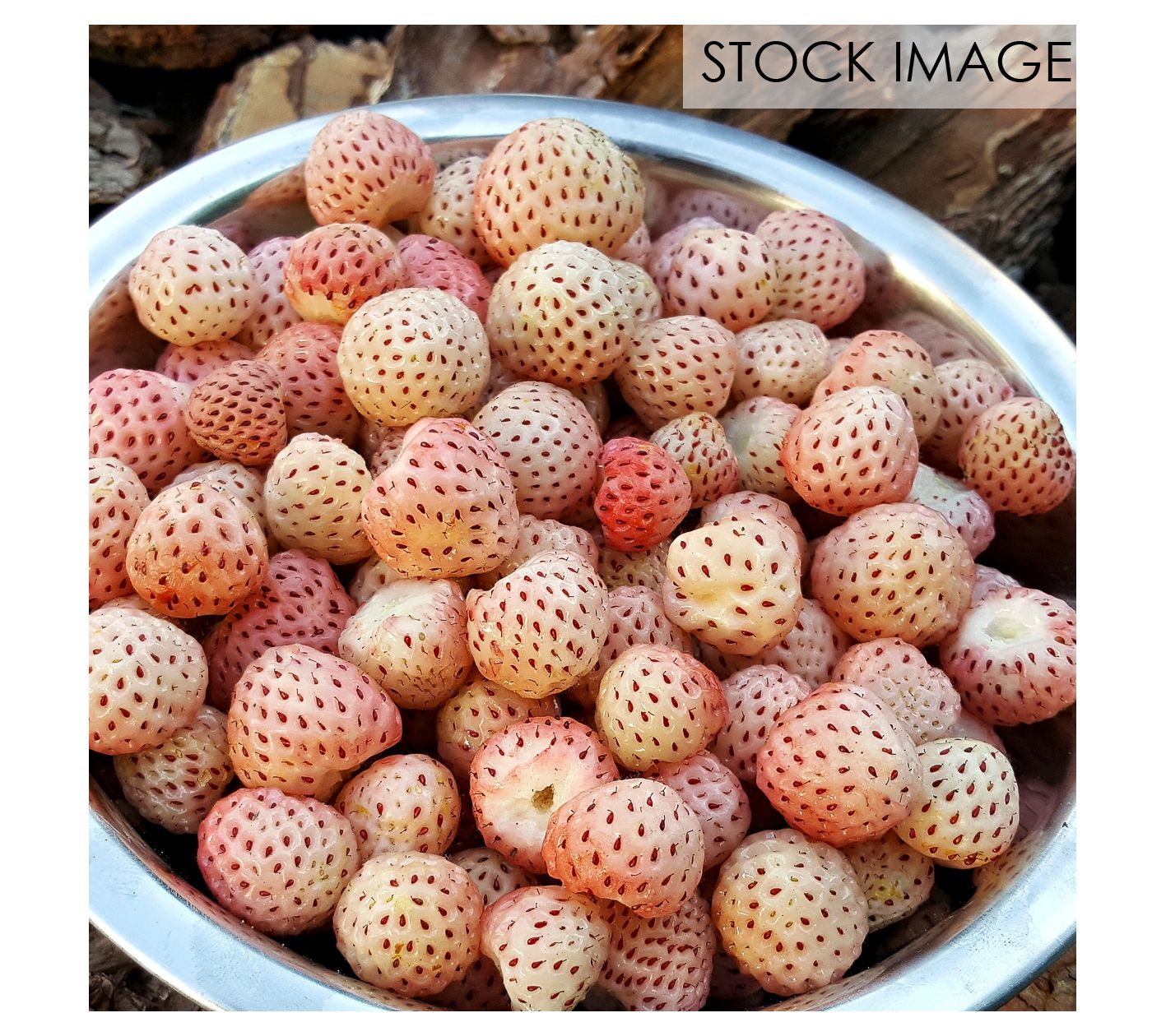 Van Zyverden Speciality Strawberries White Carolina 20 Roots