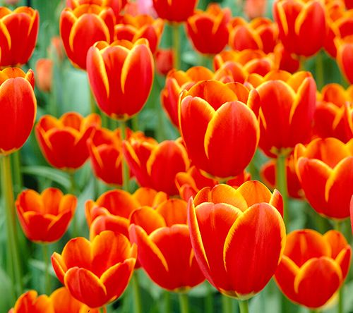 Van Zyverden Tulips Worlds's Favorite Set of 12Bulbs
