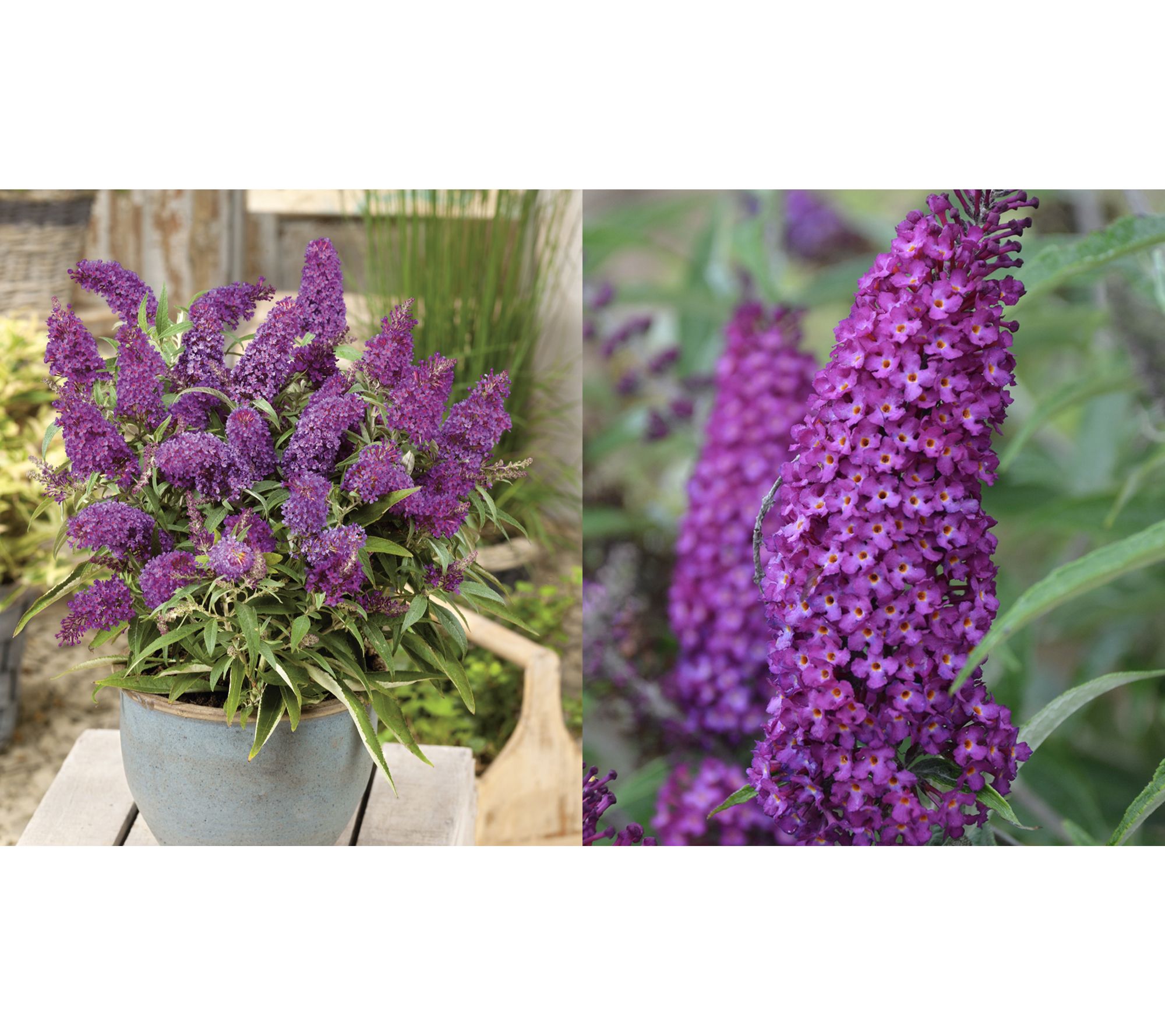 Roberta's 1 pc. Humdinger Butterfly Bush Magenta Munchkin