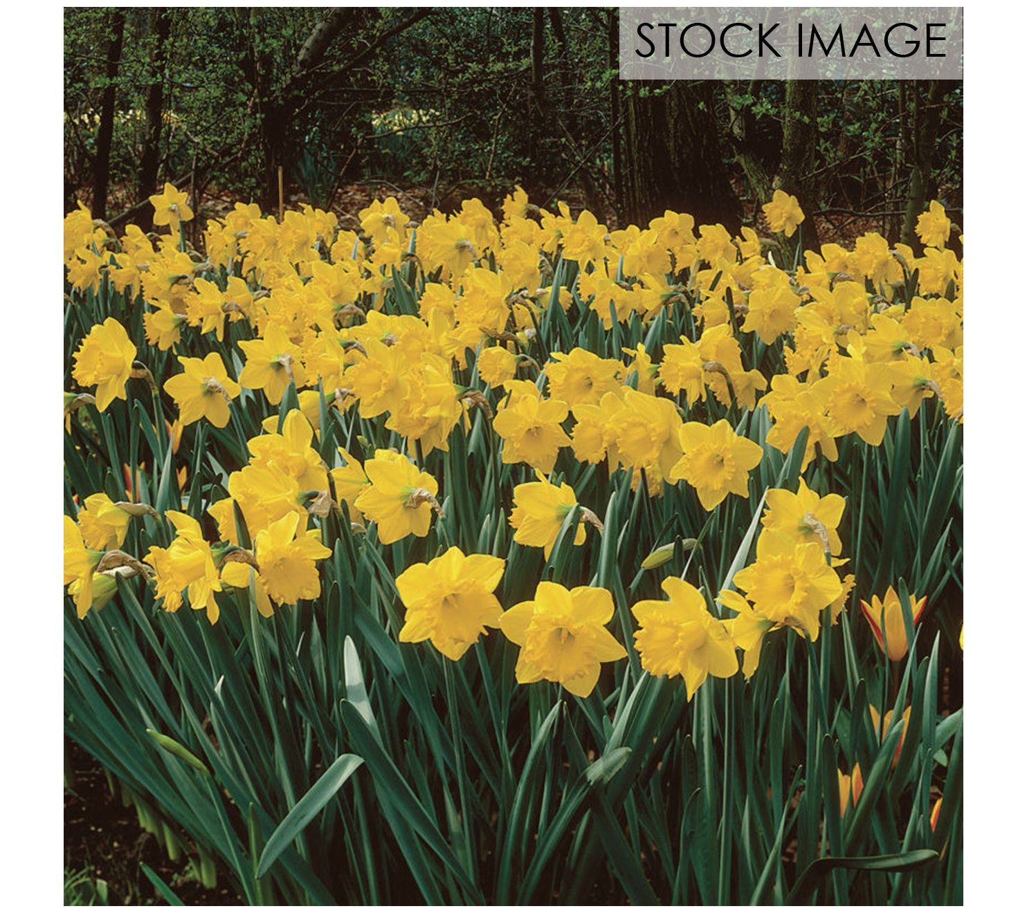 Van Zyverden Daffodils Classic Improved King Alfred Type 15ct