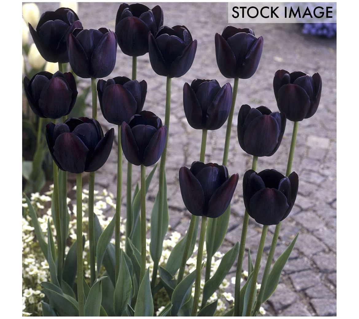 Van Zyverden Tulips Queen Of Night Set of 25 Bulbs