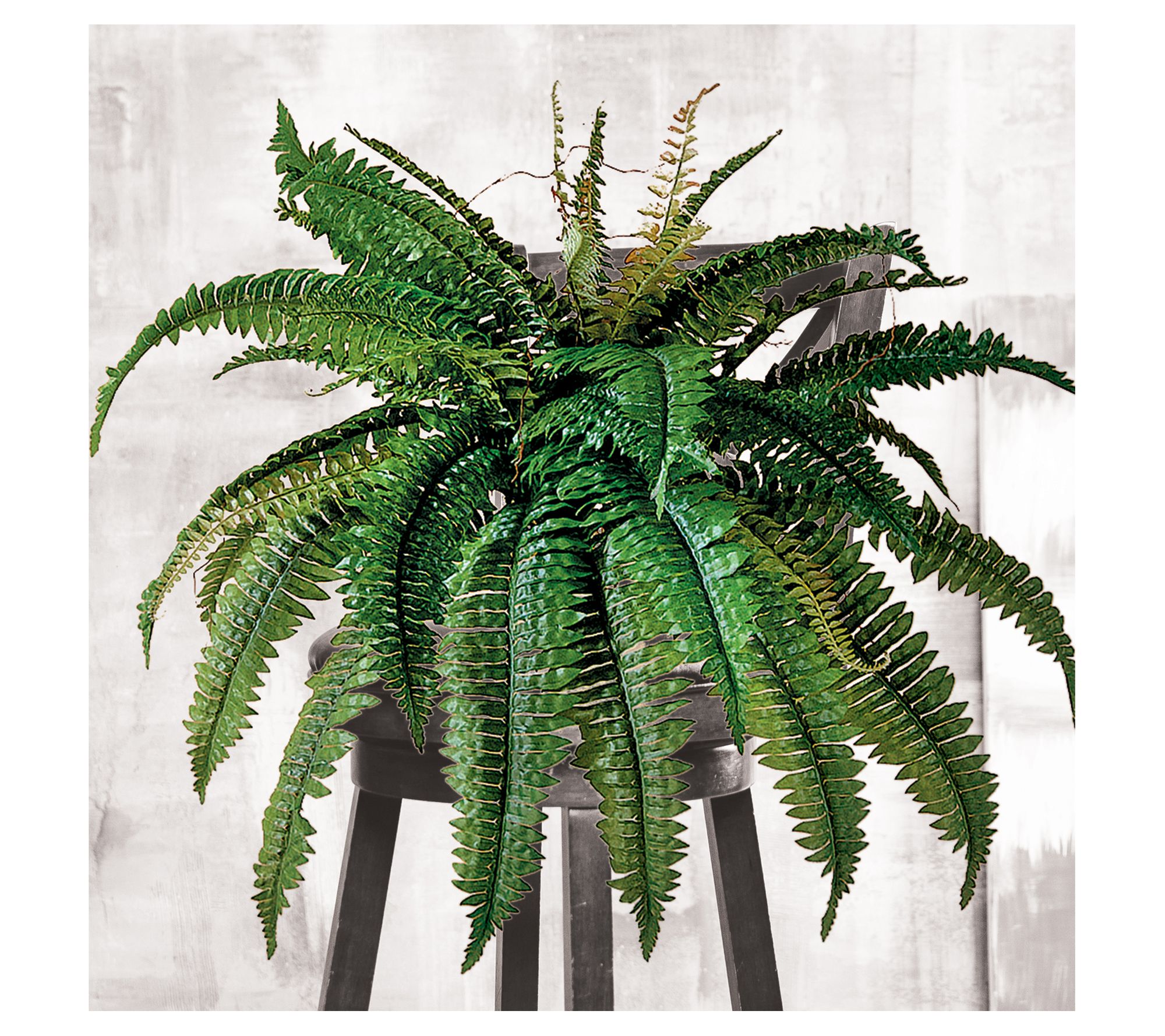 Estate Boston Fern 34