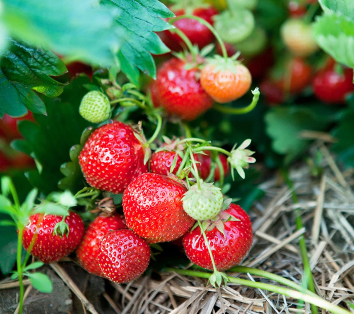Van Zyverden Ever Bearing Strawberries Ever Sweet 20 Roots