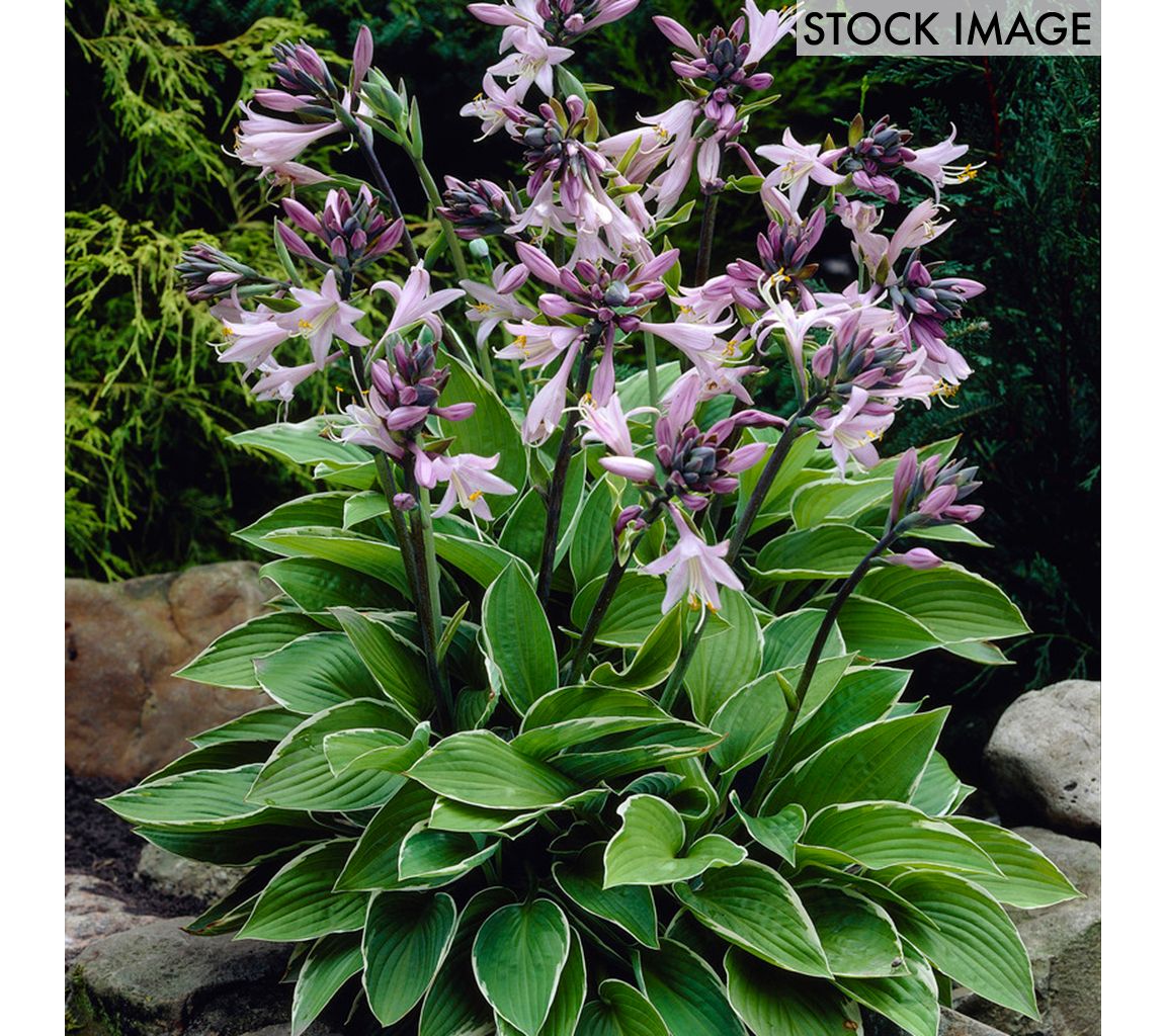 Van Zyverden Hosta Francee Set of 5 Roots