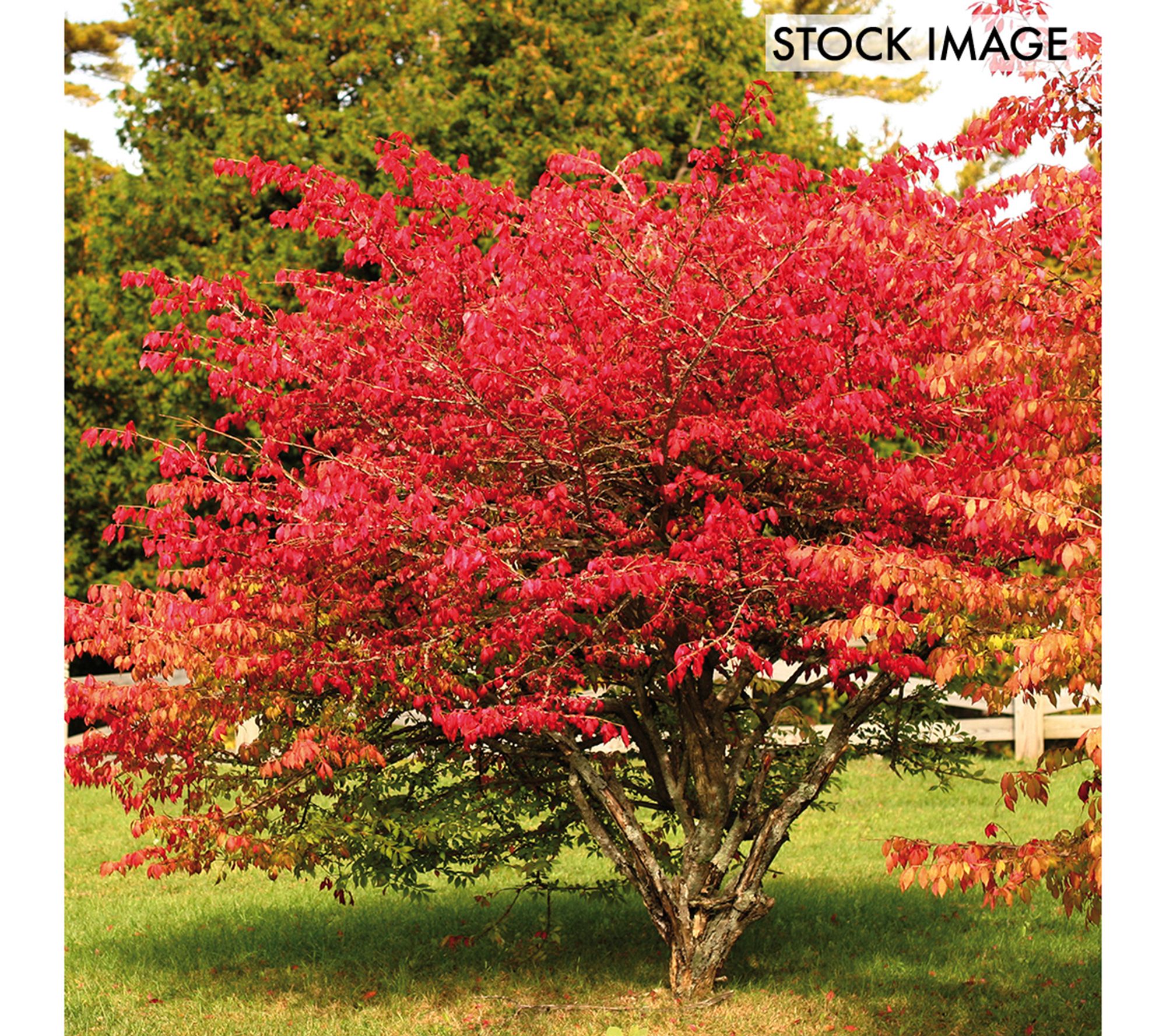 Van Zyverden Burning Bush Red Set of 1 Root Stock