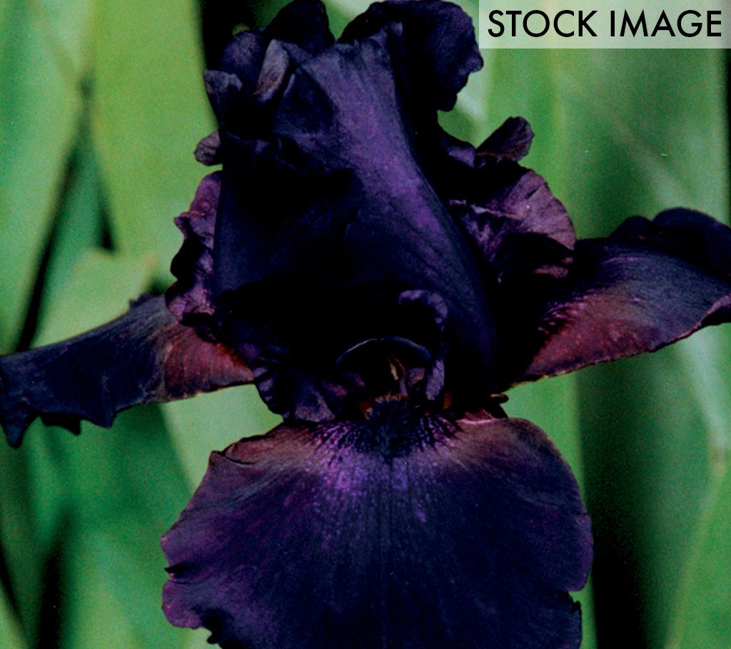 Van Zyverden Bearded Iris Superstition Set of 3Roots