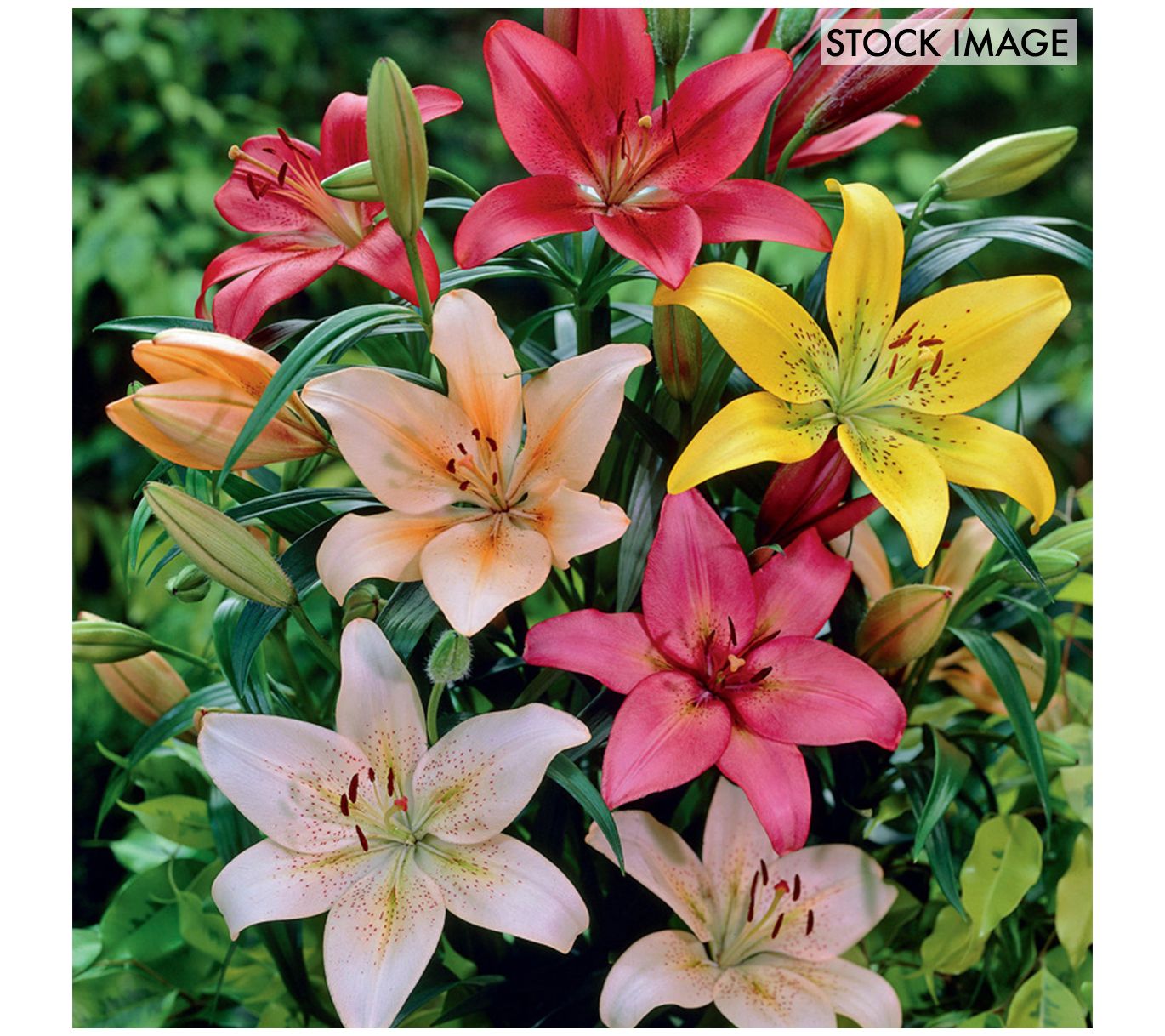 Van Zyverden Lilies Dutch Asiatic Mixture Set of 7 Bulbs