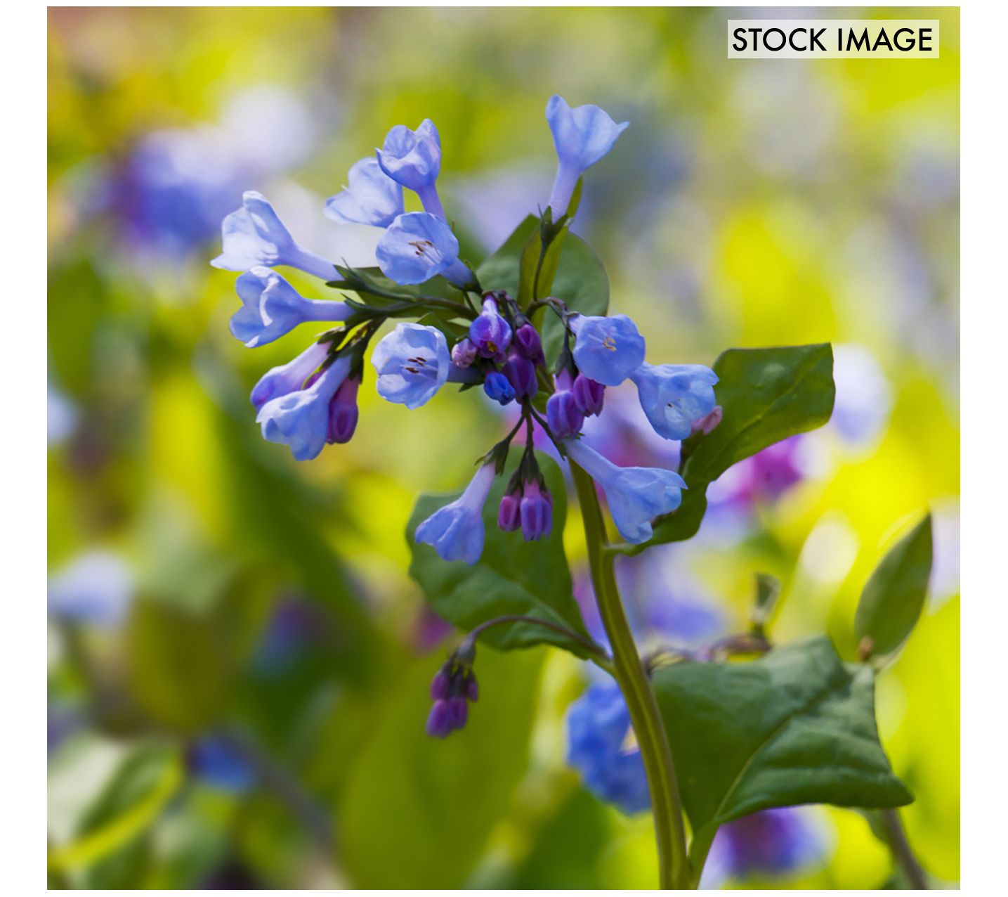 Van Zyverden Woodland Plant Virginia Blue BellsSet of 3 Roots
