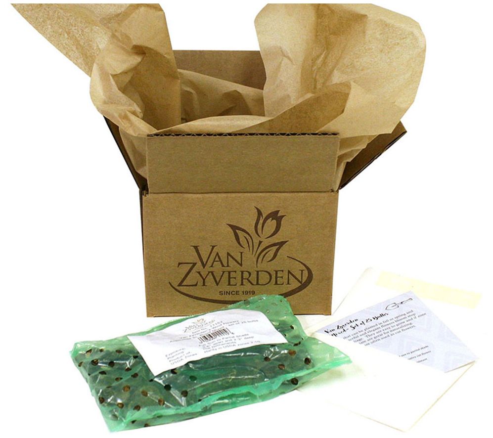 Van Zyverden Wind Flowers Anemones Darkest Blue 25 Bulbs