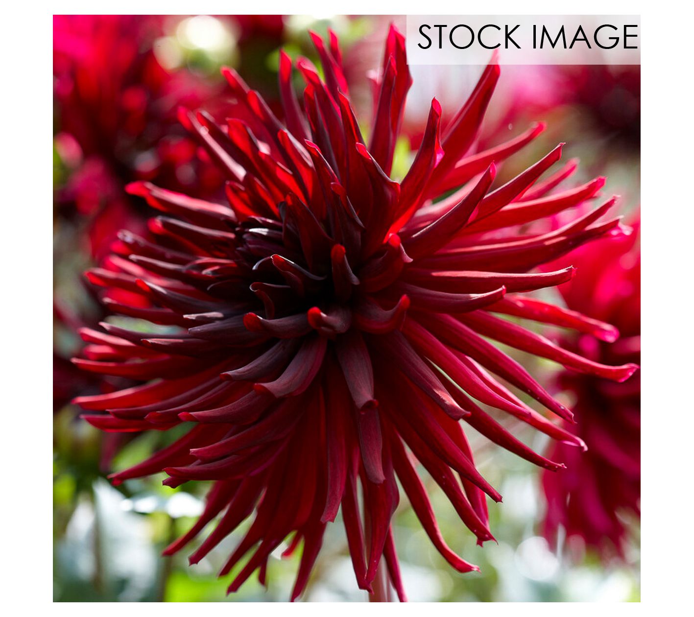 Van Zyverden Dahlias Black Narcissus Set of 5 Bulbs