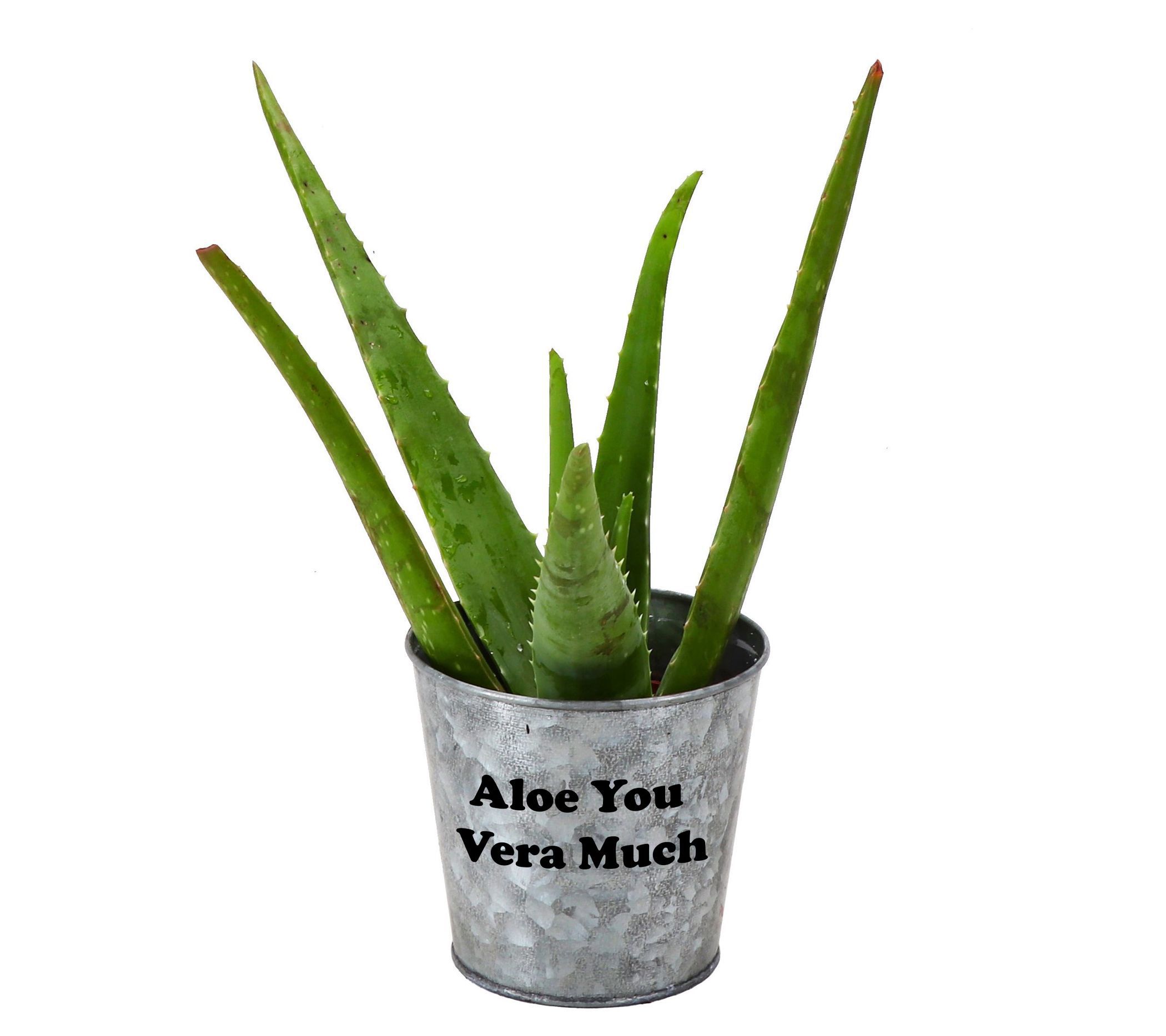 Thorsen's Garden Live Aloe Vera, Aloe You VeraMuch Pot