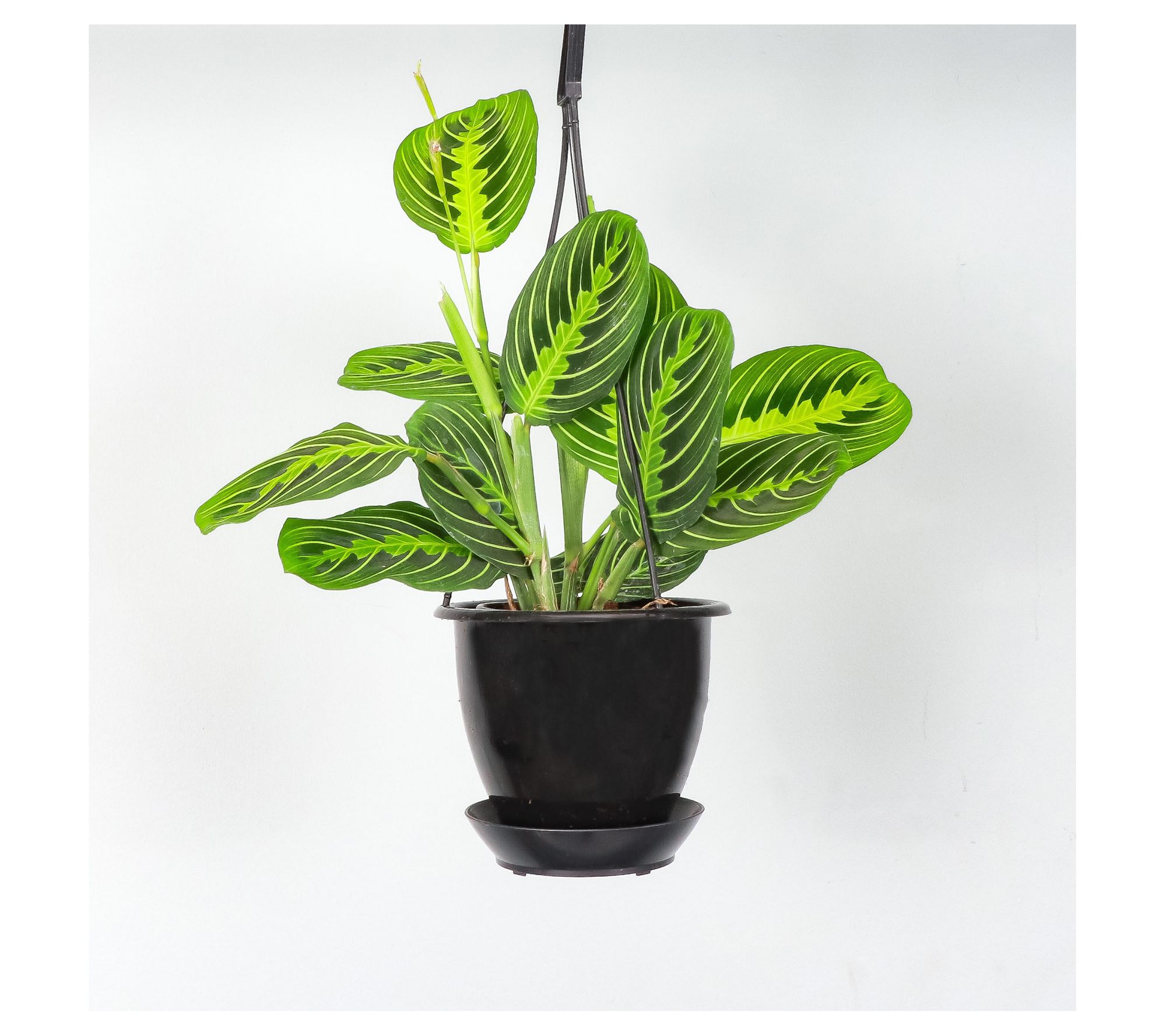 Thorsen's Greenhouse Live 4" Lemon Maranta in Hanging Pot